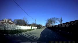 Dog gets hit by a car