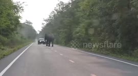 Driver injured after wild elephant flips over her pickup truck in Thailand