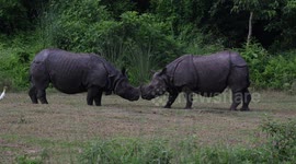 In search of love: Rhino playfully teases would-be mate in Nepal