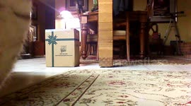 Princess Pharah the Fetching Cat