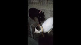 My cats ichigo and rukia almost had a fight part 2