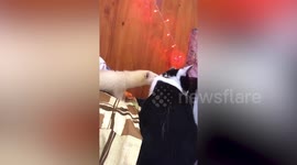 What a drag! Pet ferret playfully pulls cat's collar in Thailand