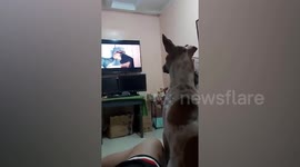 Pet dog watches TV intensely like a human