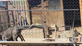 Dogs are playing in the Garden