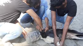 Volunteers remove plastic jar from nursing dog's head in southern India