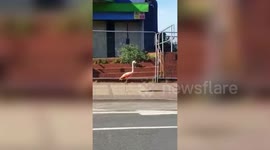 Flamingo seen roaming street after escaping UK zoo