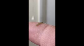 Tiny caterpillar visits me during coronavirus lockdown