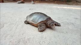 Turtle found loitering on streets rescued by people in Southern India