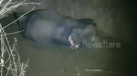 Mother and baby elephant rescued after being stuck for two days in illegally constructed well in Sri Lanka