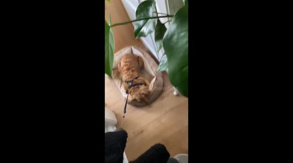 Lazy Lottie doesn't want to walk