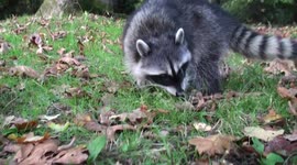 Raccoons foraging naturally and being 'masked bandits' mugging passersby for snacks in Stanley Park, Vancouver, Canada