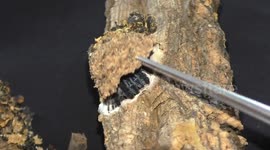 Brazilian Jewel Spider Hides In Tree 'Trapdoor'  With Babies