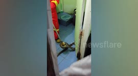 Python caught inside family's bathroom in Bangkok