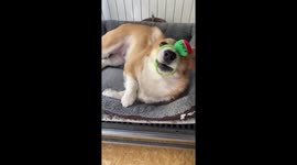 Cogri locked himself by the watch