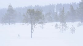 Late winter snow storm strikes forests of northern Sweden