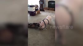 Pig and dog duo are enjoying their lockdown time together