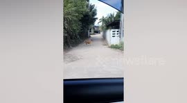 Dog nervously plucks up the courage to leap onto garden wall to get back into home