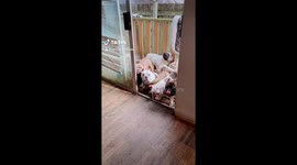 'Squad goals' Pups in Washington