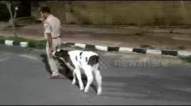 Police officer rescues calf in northern India and now it won't leave him alone
