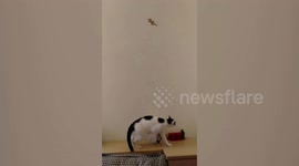 Cat tries to reach fake house lizard