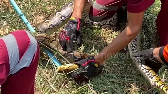Python caught in Thailand after eating over 20 chickens - Buy, Sell or ...