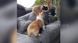 Cat and corgi puppy become best friends during COVID-19 quarantine