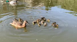 Duck & Ducklings