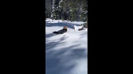 Too much snow: confirmed https://t.co/9QD4A1XWNf