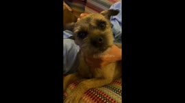 Dog clapping for our amazing NHS