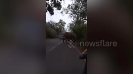 Defying COVID-19 lockdown rules wild tusker strolls in streets of eastern India