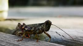 Grasshopper with a defective Antenna