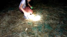 Locals harvest hundreds of frogs drawn out by heavy rain in northern Thailand