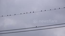 Be different, a stand alone bird on a wire practises social distancing from his friends.