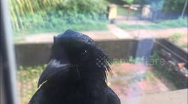 Crazy Birds Trying To Get In Window