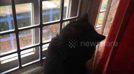 Funny Cat Tries To Catch Bird Through The Window