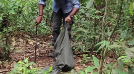 Wild Python Rescued and Safely Released into the Forest