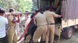 Injured cow rescued by firefighters and locals in southwest India
