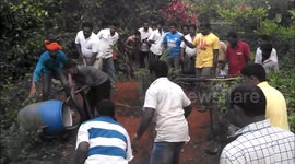 Catching a Wild King Cobra !!