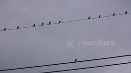 Bird on a wire demonstrates perfect social distancing. (shorter version of video).