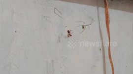 spider plays with its prey before trying to make it a meal