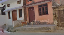 Group of dogs left frustrated because of monkey teasing them from balcony in India