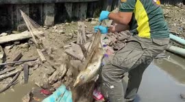 Fish stuck in drought canal rescued by passers-by