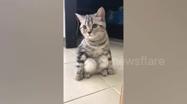 Scottish Fold kitten squats like a human