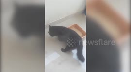 Persian Cat Funny Reaction After Pee
