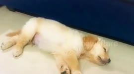 Adorable 54-day-old puppy filmed running in his sleep