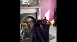 Dog dressed as a witch seen levitating on a broomstick