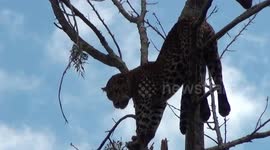 Sri Lankan wildlife officials rescue leopard stuck in tree after being attacked by villagers