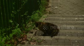 Health warns of the possibility of spreading COVID-19 to dogs, cats and ferrets