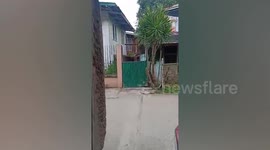 Pet Dog Jumps Up To See His 'Crush'