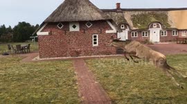 Danish family come stunningly close to HUGE herd of leaping deer